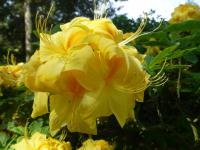 Pěnišník 'Golden Sunset' - Azalky Knap Hill