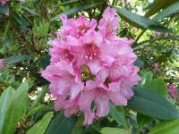 Rhododendron 'Doria' pěnišník květy, květenství Rhododendron 'Doria' pěnišník květy, květenství