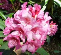 Rhododendron 'Doria' pěnišník květy, květenství Rhododendron 'Doria' pěnišník květy, květenství