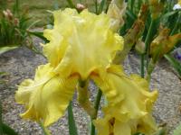 Kosatec 'Lacy Modelino' - Vysoké bradaté kosatce