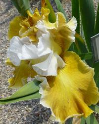 Kosatec 'Going Green' - Vysoké bradaté kosatce (Iris)