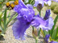 Iris barbata   'Honky Tonk Blues'  kosatec zahradní květy, květenství