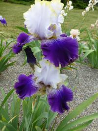 Kosatec 'Slovak Prince' - Vysoké bradaté kosatce