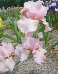 Kosatec 'Vanity' - Vysoké bradaté kosatce (Iris)