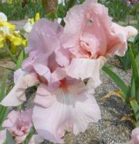 Kosatec 'Vanity' - Vysoké bradaté kosatce (Iris)