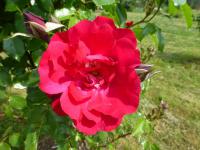 Růže 'Hamburger Phoenix'