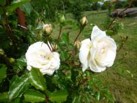 Rosa 'Ave Maria' růže květy, květenství Rosa 'Ave Maria' růže květy, květenství