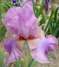 Iris barbata 'Jovian Magic' kosatec zahradní květy, květenství Iris barbata 'Jovian Magic' kosatec zahradní květy, květenství