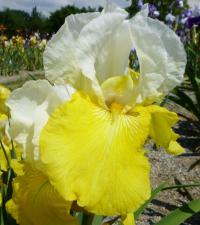 Iris barbata    'Tulip Festival'  kosatec zahradní květy, květenství