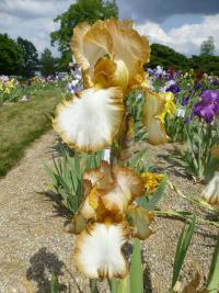 Kosatec 'Heather Hawk' - Vysoké bradaté kosatce