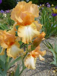 Kosatec 'Piping Hot' - Vysoké bradaté kosatce