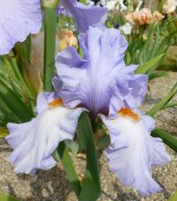 Kosatec 'Princesse Caroline De Monaco' - Vysoké bradaté kosatce