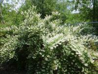 Trojpuk šedý (Deutzia glauca)