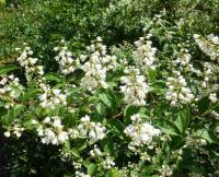 Trojpuk šedý (Deutzia glauca)