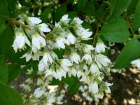 Trojpuk šedý (Deutzia glauca)