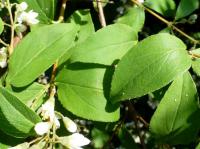 Trojpuk šedý (Deutzia glauca)