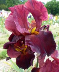 Iris barbata    'Chief Waukesha'  kosatec zahradní květy, květenství