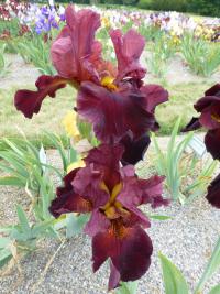 Iris barbata  'Chief Waukesha'  kosatec zahradní květy, květenství