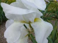 Kosatec 'Anne-Marie Berthier' - Vysoké bradaté kosatce