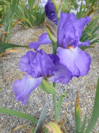 Iris barbata 'Firewater' kosatec zahradní květy, květenství Iris barbata 'Firewater' kosatec zahradní květy, květenství