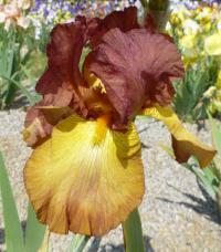 Iris barbata 'Dancing Rill' kosatec zahradní květy, květenství Iris barbata 'Dancing Rill' kosatec zahradní květy, květenství