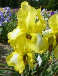 Iris barbata 'Buttercup Bower'  kosatec zahradní květy, květenství