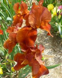 Iris barbata  'Brasilia'  kosatec zahradní květy, květenství