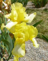 Iris barbata  'Margarete Gräfin Von Kirchbach'  kosatec zahradní květy, květenství