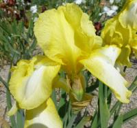 Iris barbata     'Margarete Gräfin Von Kirchbach'  kosatec zahradní květy, květenství