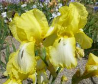 Iris barbata    'Margarete Gräfin Von Kirchbach'  kosatec zahradní květy, květenství