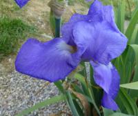 Kosatec 'Foamy Wave' - Vysoké bradaté kosatce