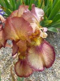 Kosatec 'Joseph's Mantle' - Vysoké bradaté kosatce