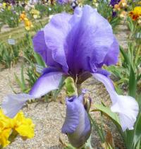 Iris barbata  'On Line' - kosatec zahradní