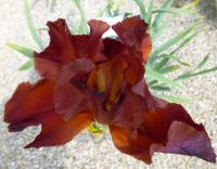 Kosatec 'Post Time' - Vysoké bradaté kosatce