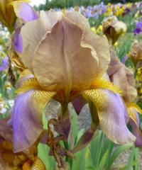 Kosatec 'Evolution' - Vysoké bradaté kosatce