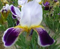 Kosatec 'Espada' - Vysoké bradaté kosatce