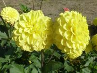 Jiřinka 'Yellow Symfonia' (Dahlia)