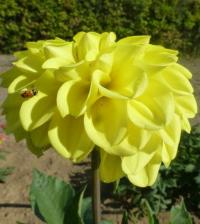 Jiřinka 'Yellow Symfonia' (Dahlia)
