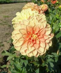 Dahlia 'Symfonie' jiřina květy, květenství Dahlia 'Symfonie' jiřina květy, květenství