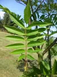 Jeřáb pomíchaný 'Embley' - větévka s listy (Sorbus commixta)