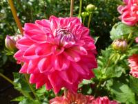 Jiřinka 'Ance' (Dahlia)