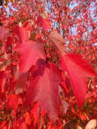 Javor červený 'Red Sunset' - podzimní zbarvení (Acer rubrum)