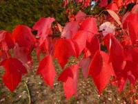 Javor červený 'Red Sunset' - podzimní zbarvení (Acer rubrum)