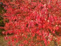 Javor červený 'Red Sunset' - podzimní zbarvení (Acer rubrum)