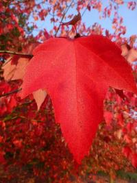 Javor červený 'Red Sunset' - podzimní list (Acer rubrum)