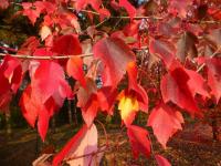 Javor červený 'Red Sunset' - podzimní zbarvení (Acer rubrum)