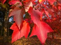Javor červený 'Red Sunset' - podzimní zbarvení (Acer rubrum)