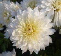 Listopadka 'Celie' (Chrysanthemum)