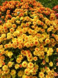 Chrysanthemum x morifolium 'Vilma'  listopadka zahradní rostlina