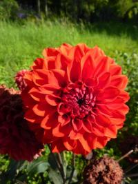 Jiřinka 'Signalstar'